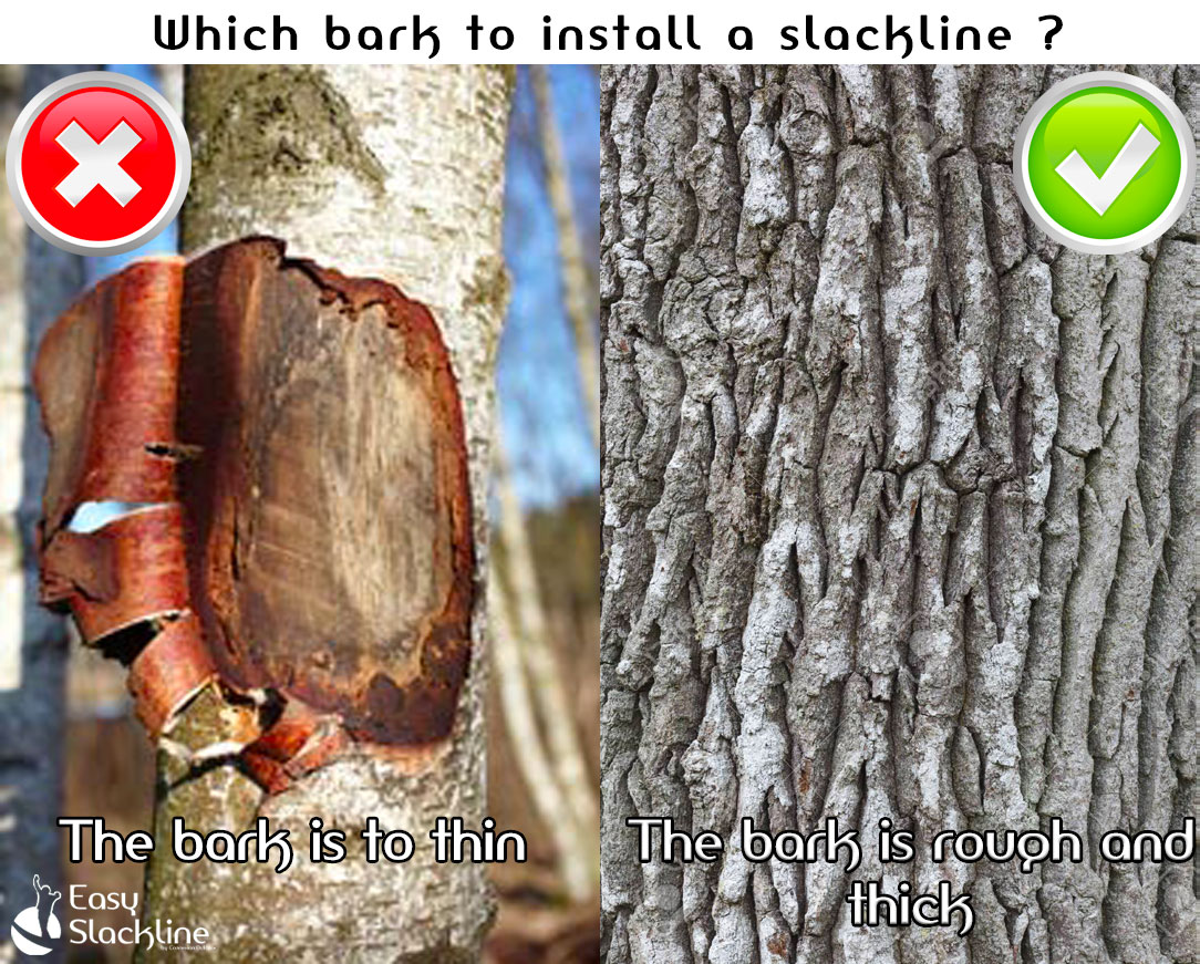 which bark for my slackline ?